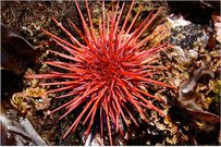 Red Sea Urchin [Biodiversity]