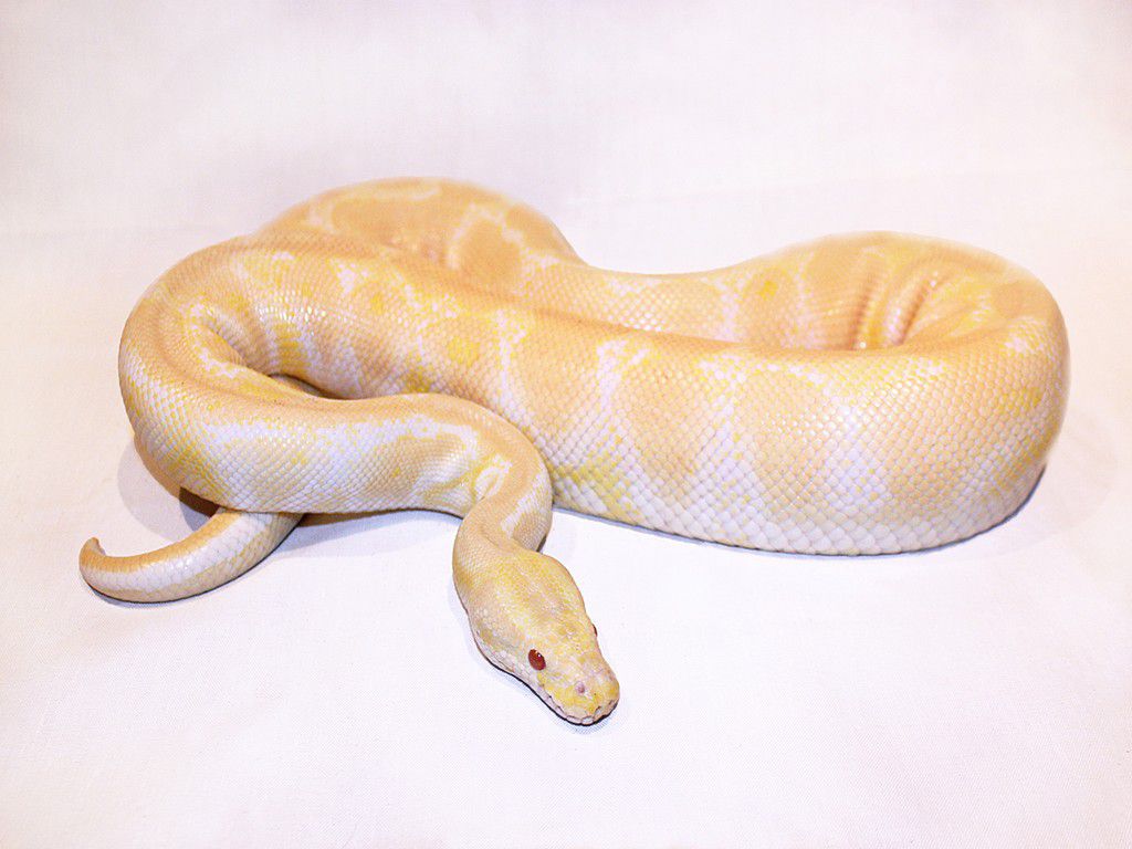 Albino python [MorphList]