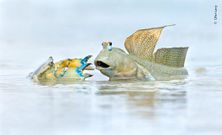 Mudskippers break dance [USAtoday]
