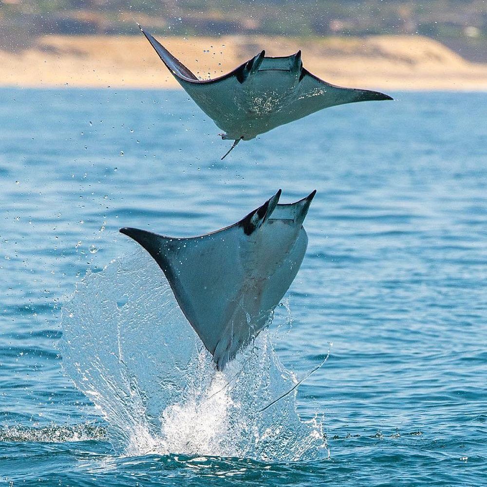 Mobula rays [BajaSharkExperience]