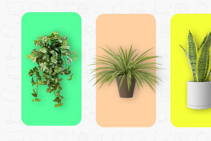 The Best Houseplants for Small Apartments Under ₦30,000