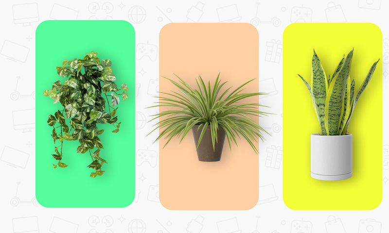 The Best Houseplants for Small Apartments Under ₦30,000