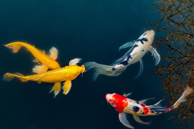 Koi Fish [LoveToKnow]
