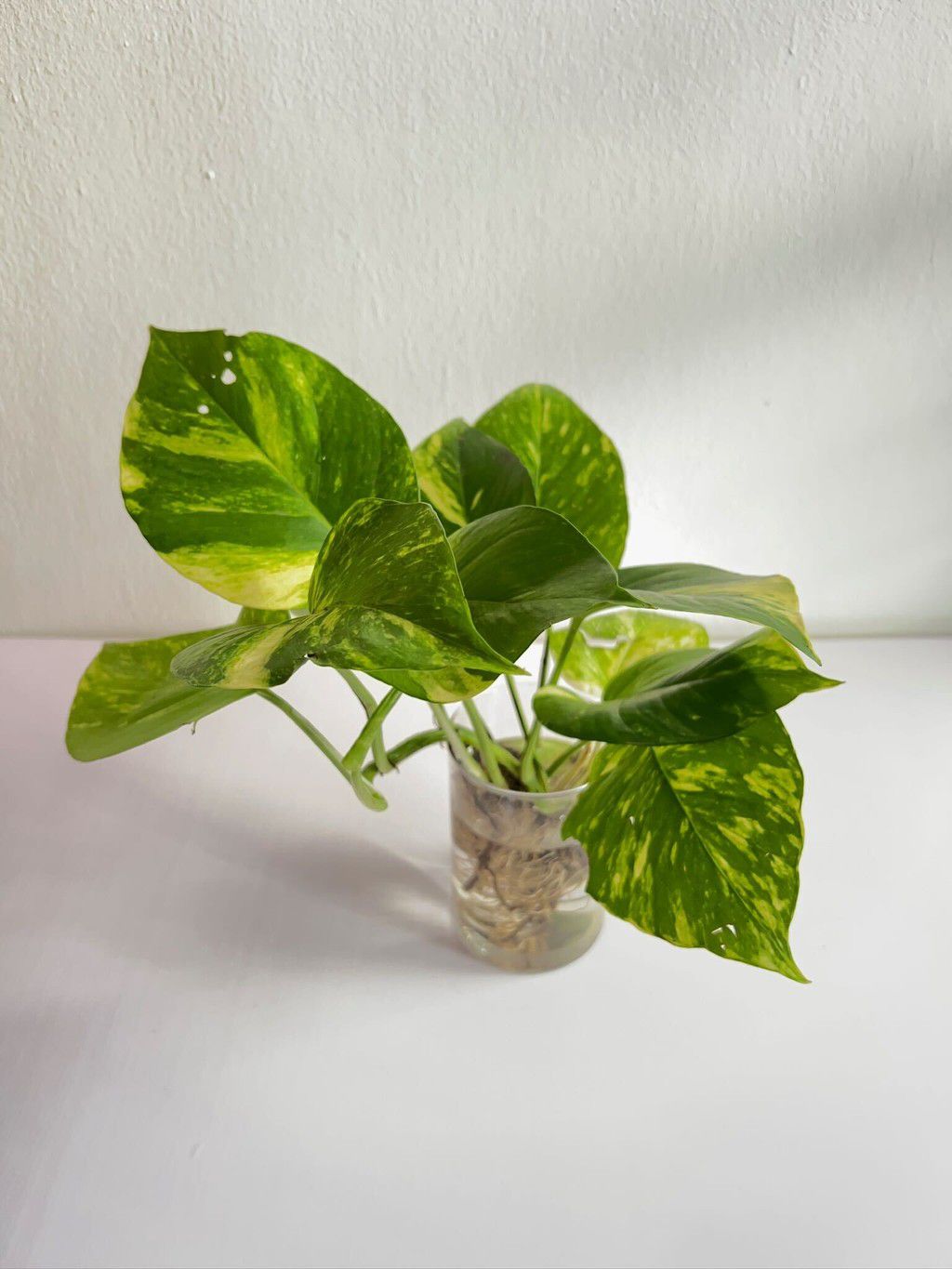 Golden Pothos