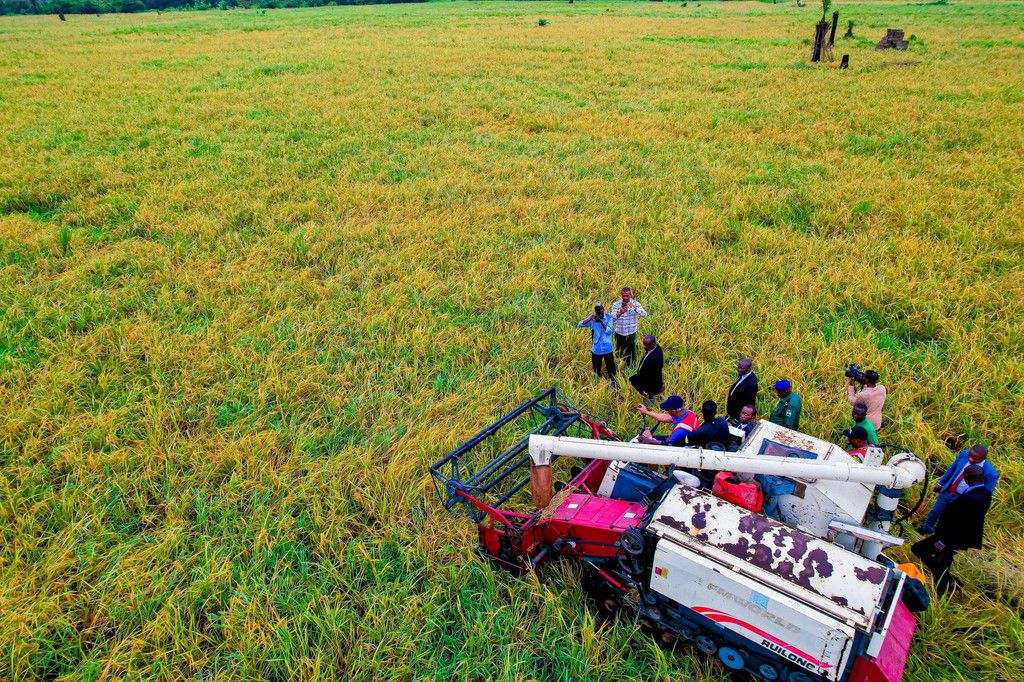 Ogun Government earns ₦1 billion revenue from rice production, poised to feed the nation