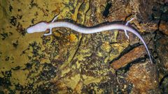 This strange species of salamander is one of the world's oldest animals, living for over 100 years! [iStock]