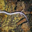 This strange species of salamander is one of the world's oldest animals, living for over 100 years! [iStock]