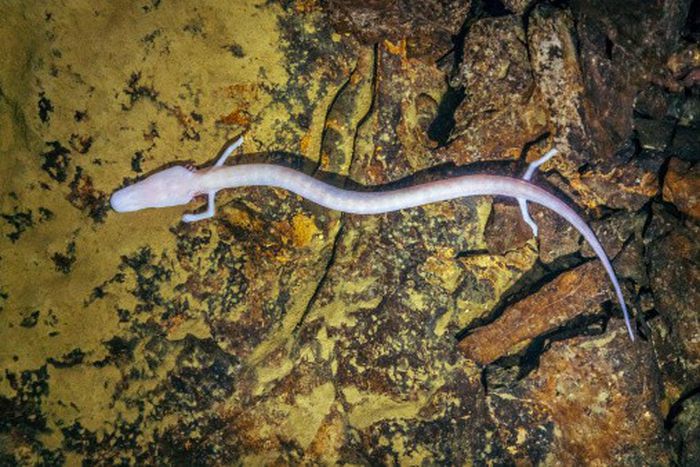 This strange species of salamander is one of the world's oldest animals, living for over 100 years! [iStock]