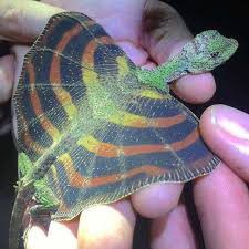 Draco lizard [Facebook]