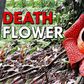 The largest flower in the world [Youtube]