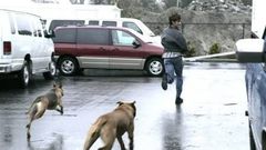 Chased by a dog- Nairaland Forum