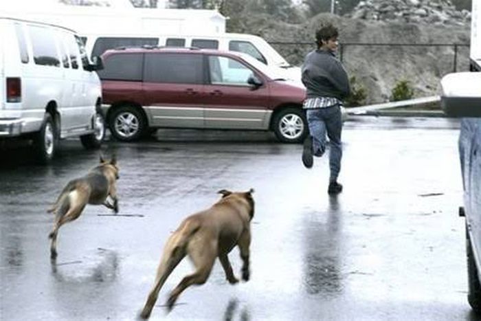 Chased by a dog- Nairaland Forum