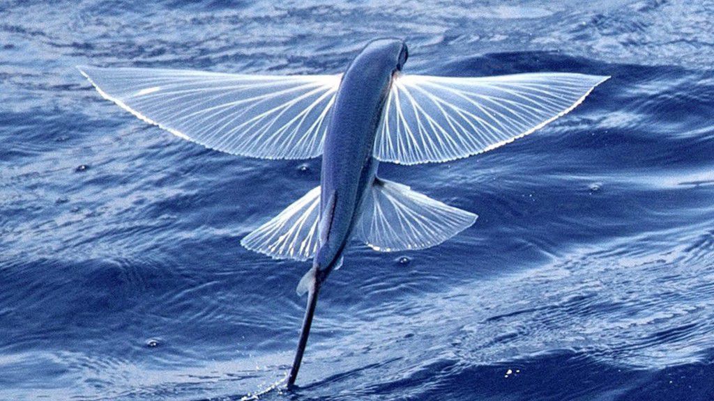 Flying fish have a unique way of gliding [YouTube]