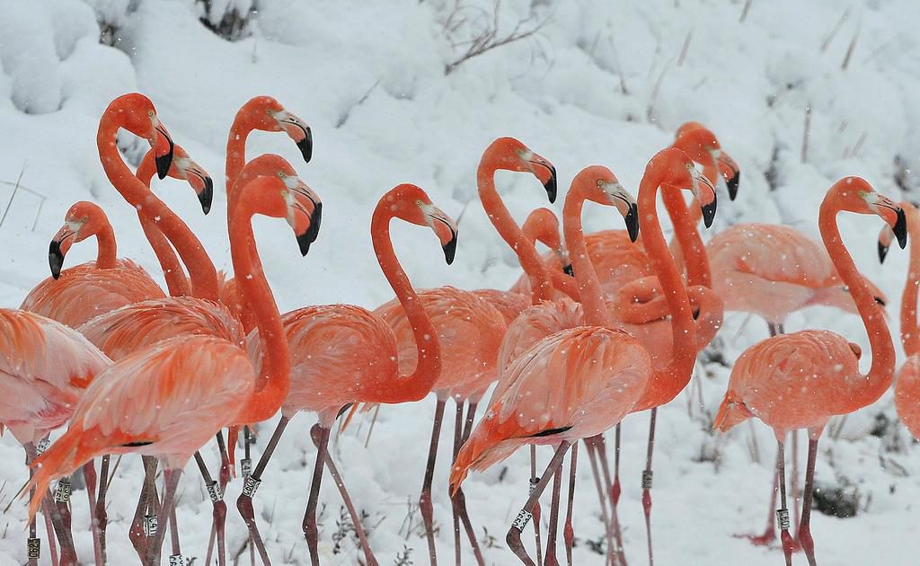 A flamboyance of flamingos