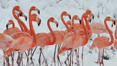 A flamboyance of flamingos