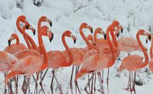 A flamboyance of flamingos [CGTN]