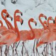 A flamboyance of flamingos
