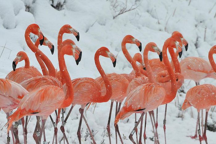 A flamboyance of flamingos