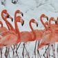 A flamboyance of flamingos