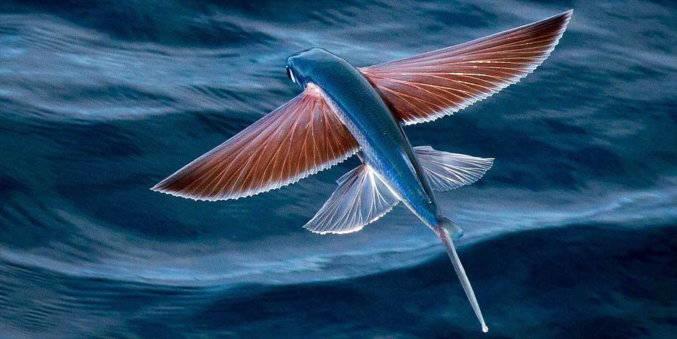 Flying fish [DinoAnimals]