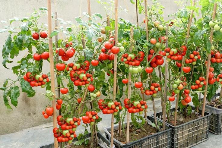 Home gardening helps cut down on grocery bills [Youtube]