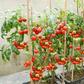 Home gardening helps cut down on grocery bills [Youtube]