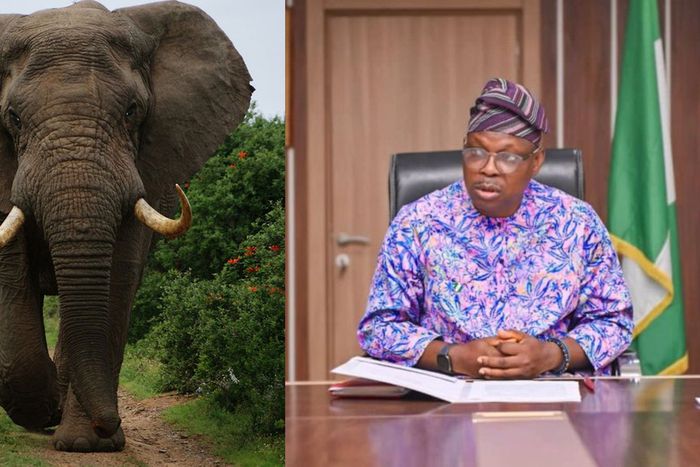 Tinubu's minister adopts orphaned elephant as member of his family, gives reason