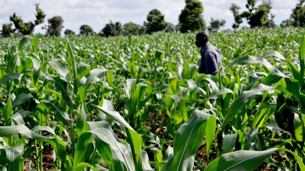 Corn farm [Premium Times Nigeria]