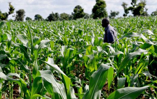 corn-farm [Premium Times Nigeria]
