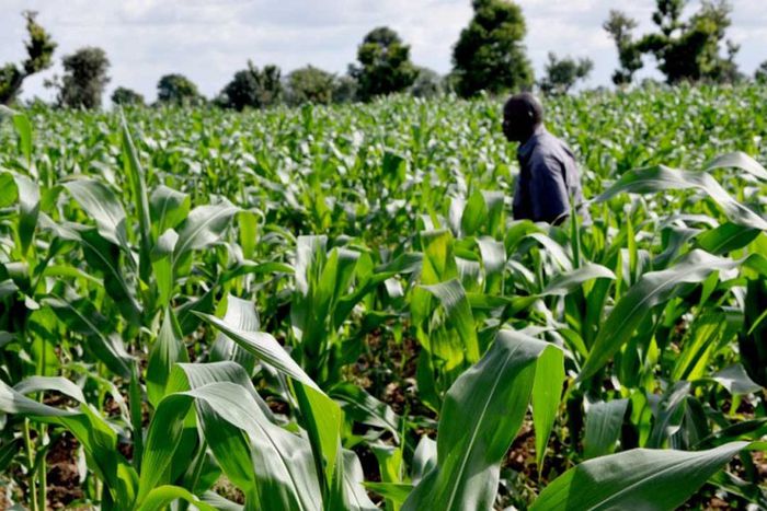 Corn farm [Premium Times Nigeria]