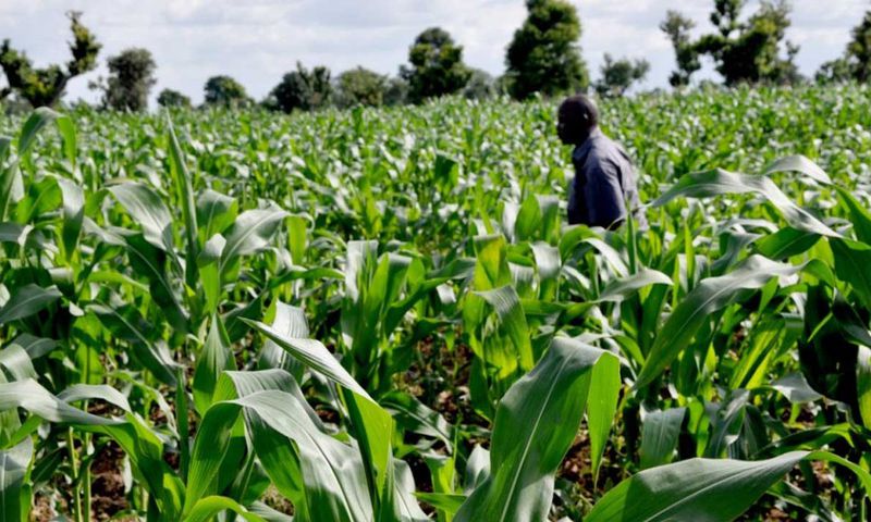 Corn farm [Premium Times Nigeria]