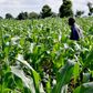 Corn farm [Premium Times Nigeria]