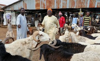 Livestock Market in Kano State. [Getty Images]