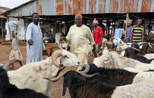 Livestock Market in Kano State. [Getty Images]