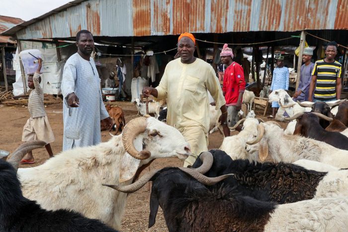Livestock Market. [Getty Images]