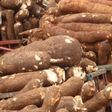 Cross River's new cassava mill in Idoma community to create 1,000 jobs [SweetCrudeReports]
