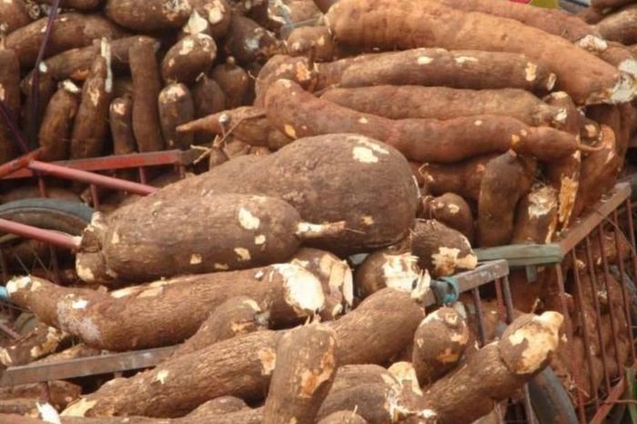 Cross River's new cassava mill in Idoma community to create 1,000 jobs [SweetCrudeReports]