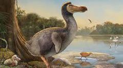 The dodo [ColossalBiosciences]