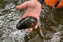 Freshwater pearl mussel [YorkshirePost]