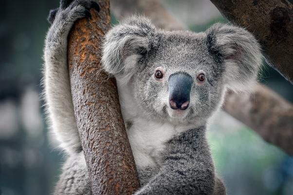 Koala [Quora]