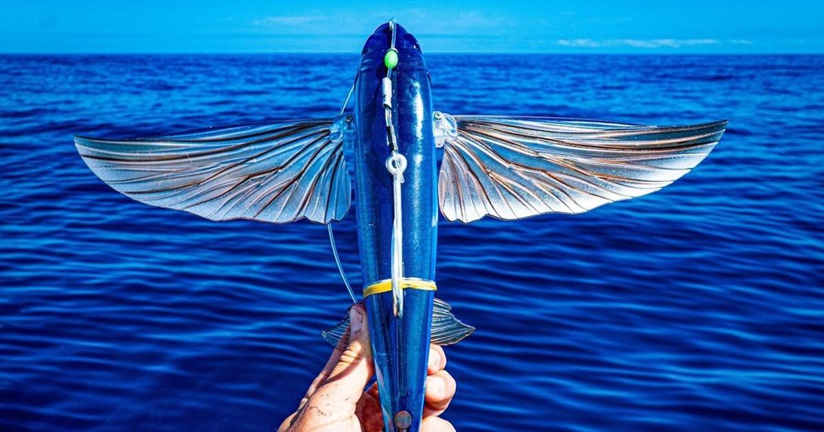 What you need to know about the fish that could fly | Pulse Nigeria