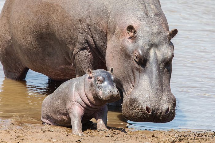 Mother hippopotamus and child