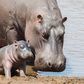 Mother hippopotamus and child