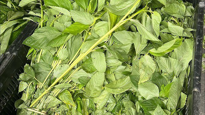 Ewedu leaves [YouTube]