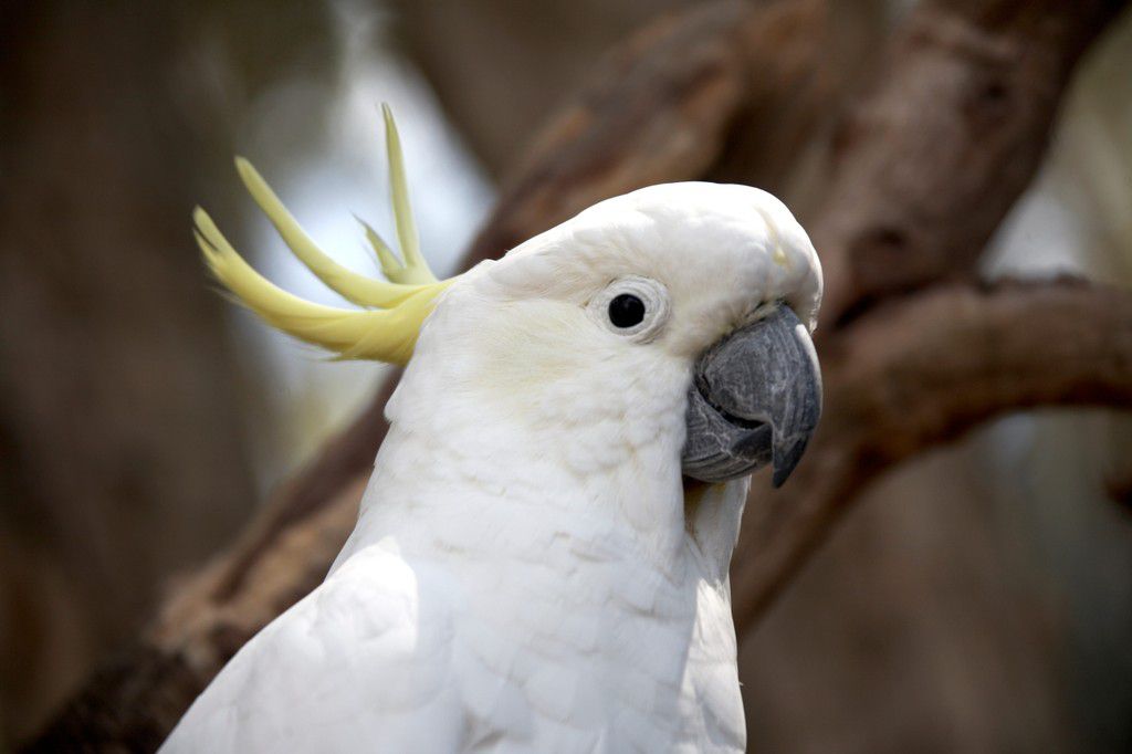 Cockatoos might be picky about the texture of their food.Andrew Holt/Getty Images
