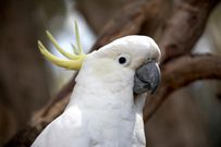 Cockatoos also dance /Getty Images