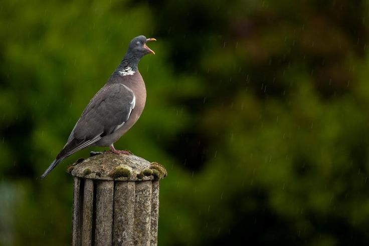 "Singing In The Rain" by Kate Stevenson