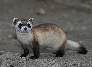 The black-footed ferret [Wikipedia]
