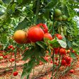 Tomato and pepper farming [Agri Farming]