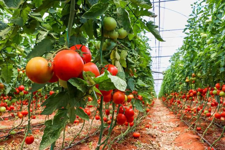 Tomato and pepper farming [Agri Farming]